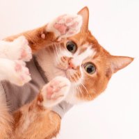 ぽぽねこ®︎【公式】ハゲにくい猫首輪(@poponeko1) 's Twitter Profile Photo