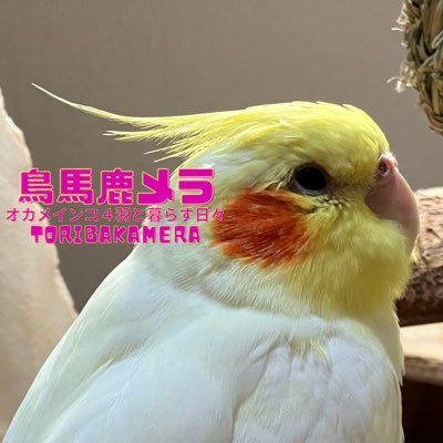 オカメインコ４羽と暮らしています。オカメ達の動画をyoutubeとTikTokに投稿してます❤️覗いて貰えると嬉しいデス☺️