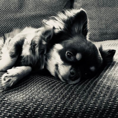 🐶3匹いてる/万年肩凝りでマッサージ好き/ゴルフ🏌️♂️スコアひどい/膝🦵靭帯再建手術と脛骨骨切り手術を同時にしてリハビリなう/小中高はサッカー部/ワイン🍷好き/娘達の夢を応援