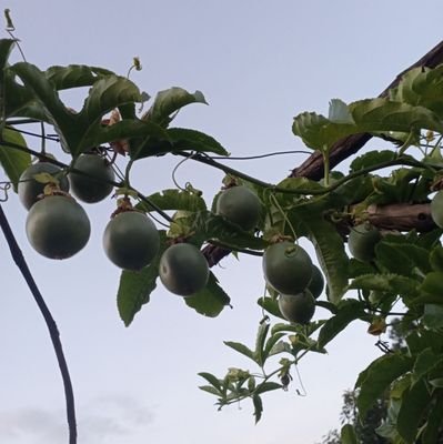 wathoni60's profile picture. 