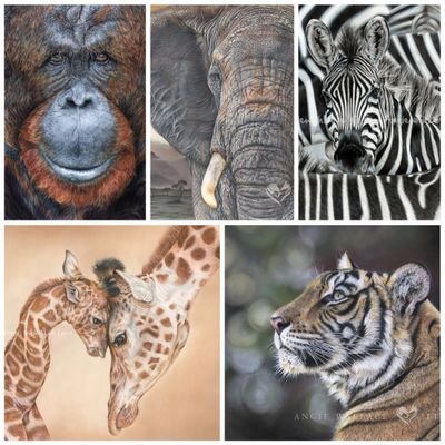 I'm Angie, a pet & wildlife pencil artist from Surrey,  UK. I create highly detailed photo realistic pencil portraits of your pets and wildlife.