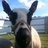uberpricey's profile image