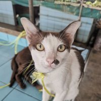 David (@datomast) 's Twitter Profile