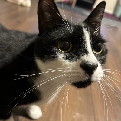 haystheconfused's profile picture. 