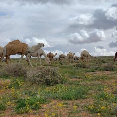 علمته باللي يبكيني وبكاني.