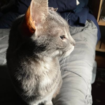 Gettysburgjorge's profile picture. Trump supporter. America first. ULTRA MAGA