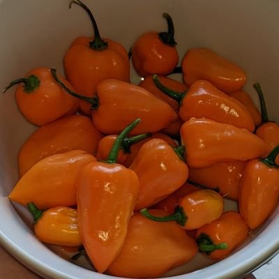 marwinf8's profile picture. member of Al-Gebra