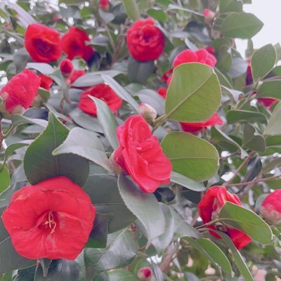 KaORi____NGo's profile picture. 25↑ 見る専 ツイート追って毎日寝不足。鍵外して軽率に感想垂れ流したいけど自己ツイ整理だるすぎて無理。全員神過ぎてどんどん寝不足。