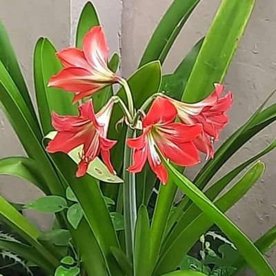 cabinaipe's profile picture. a passive observer