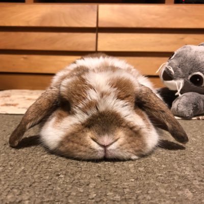 rutile26's profile picture. 