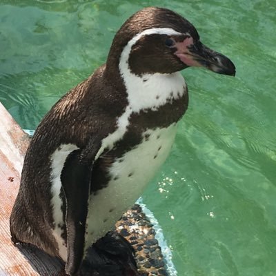 sasak13's profile picture. 