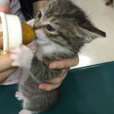 ue_you_'s profile picture. #お得な情報 #美味しいもの  #Apple 製品