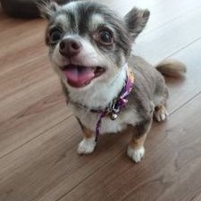 たぬさんのプロフィール画像