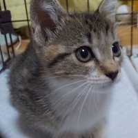 みつ (@mitsu_kasimu) 's Twitter Profile