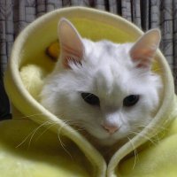 ぽっか (@non_led) 's Twitter Profile