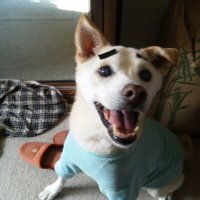 英世 (@eisei_n) 's Twitter Profile Photo