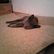 nishiさんのプロフィール画像