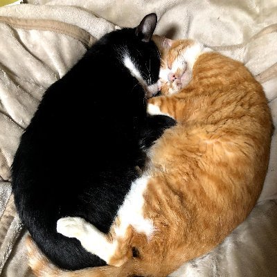 dou_de_syo's profile picture. ドラクエと猫が大好きです
80,s洋楽も大好物です