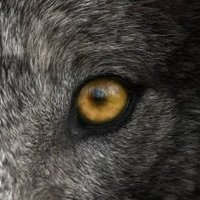 Wolfman(@Wolfman8675309) 's Twitter Profile Photo