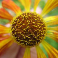 susie white (@cottagegardener) 's Twitter Profile