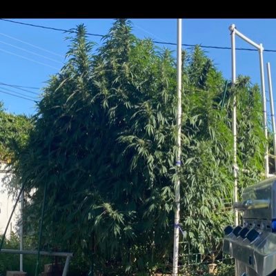 N.M Organic grower posting pics of cannabis growing in the state of New Mexico. Creciendo la Yerba buena en Nuevo México