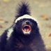 Honey Badger Don't Care (@1776honeybadger) Twitter profile photo Honey Badger Don't Care (@1776honeybadger) Twitter profile photo