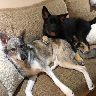 Proud Canadian. Firefighter. Dog Dad to Northern Rescues Layka & Fernie. Passion for everything sports, fitness, and coaching. Leafs and Saints fan.