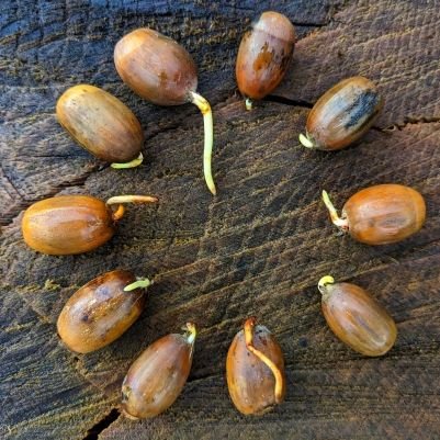 CTNsandwich's profile picture. A community project collecting local tree seed, germinating and nurturing young trees for local planting.Valuable,educational and great fun!