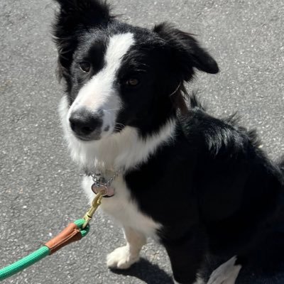 My name is Fly! I’m a 8 month old border collie! My birthday is June 9th, 2022💕✨