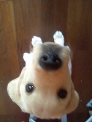 犬も あなたを愛してる Dog Trust Me Twitter