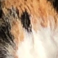 mofu_collector's profile picture. アイコンは実家猫のおでこです。
もふもふな写真・動画をリツイートします。
