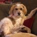 Gretchen Patrico (@gretchenpatrico) Twitter profile photo Gretchen Patrico (@gretchenpatrico) Twitter profile photo