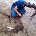 Bethany Cody - @codydvm - Twitter