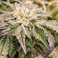 TerpTeam_Official (@terpteam_o) 's Twitter Profile Photo