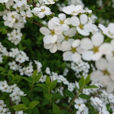 HK0fWAgWU4LVFt8's profile picture. 日本のことは日本人が決める！ パヨは来ないでください。👊☺️