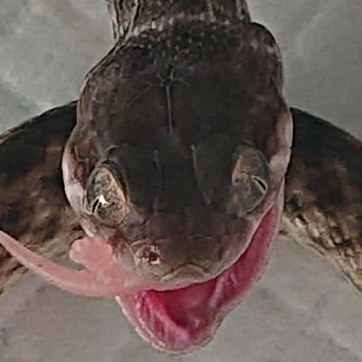 X1HztLz8Ha0hgC3's profile picture. 🐍数本飼育［繁殖ｻｲｽﾞで手放し　飼育数変動中］許可🐍2本別居中。Twitter低浮上中😒