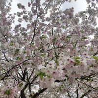 hihaka2929 (@hiihaakaa) 's Twitter Profile Photo hihaka2929 (@hiihaakaa) 's Twitter Profile Photo