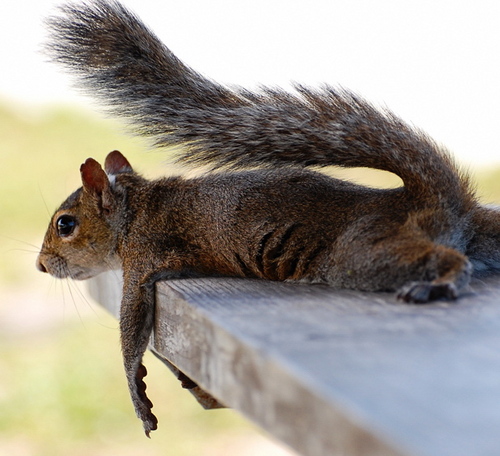 Sprightly, daring, and much too comfortable around humans. We are the Squirrels of Luther College.