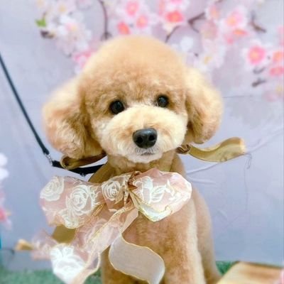 kana02284's profile picture. 初めまして、Snow Man 舘様❤推しです❗
K-pop fan歴23年目。
防弾少年団(BTS)J-hope、Jimin(Japan Army)
⛄舘様🌹担
よろしくお願いします^^