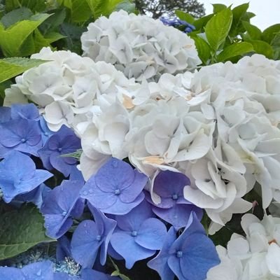 blueensun's profile picture. 不妊治療を経て、体外受精2回目の移植は心拍確認後9wで繋留流産、5回目の移植は17wで2023年5月に死産を経験。
今回、治療再開待ちの回復期間中に奇跡の自然妊娠。なのに23wから切迫早産入院→30wから自宅安静。でも無事に予定日4/4→4/6誕生。
現在44歳。
妊活垢: @Xrr4Tq