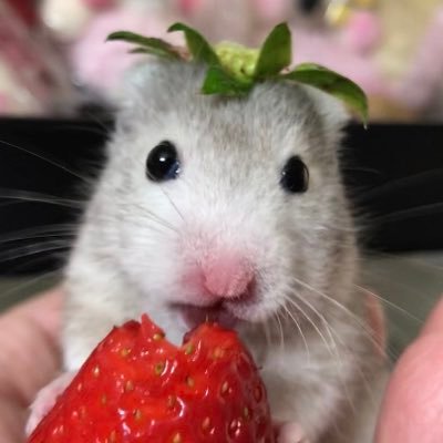 ゆきまろん（ハム飼い歴20年超🐹）さんのプロフィール画像
