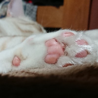 チョコミント