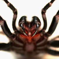 Funnel web (AKA Kerry Cox)(@CoxKezza) 's Twitter Profile Photo