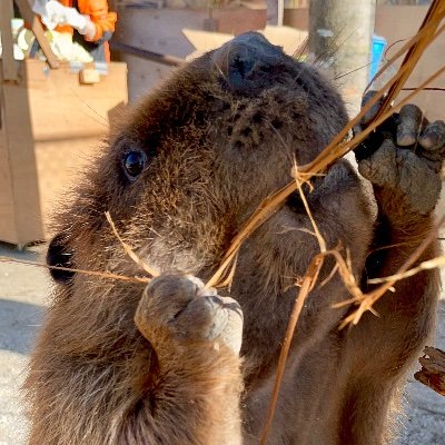 @otter_Rascal