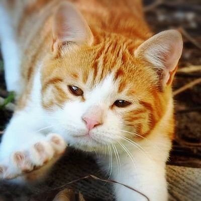 #猫 #ねこ #ネコ 猫大好き🐾🐈️🐾🐈‍⬛🐾

https://t.co/0H64aPSnZF