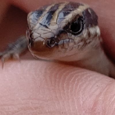 RNa0115's profile picture. 二次元エロイラスト公開してます！