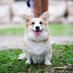 Corgi Lovers World (@corgilovers09) Twitter profile photo Corgi Lovers World (@corgilovers09) Twitter profile photo