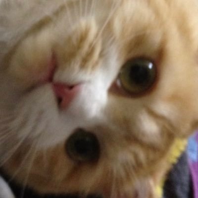 nekonoohige's profile picture. 還暦迎えました。猫大好き！馬・競馬大好き！Ｍリーグも大好き👍海外ドラマ大好き！旅行大好き！食べるの大好き💕猫3匹に癒されぷくぷくした体型を先ずは1匹分減らしたい。今年は一人旅で有休消化します。