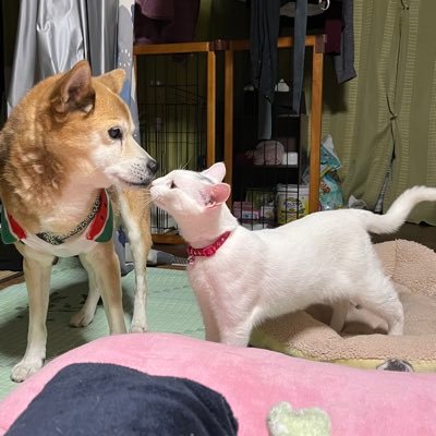 🐶2021年7月 保健所から保護した柴系雑種無垢しゃんオス　現在10歳   性格　頭以外触ると周りから虐待を疑われそうなくらい発狂する。😺2022年7月　家の床下から突如現れたユカシタことゆかちん　現在8ヶ月 性格飼い主の夫婦のうち猫派の夫には優しいが、犬派の妻であるニンゲンの女には噛む、噛む、日々噛み殺される