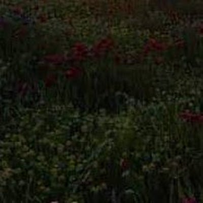 pphack2412's profile picture. 